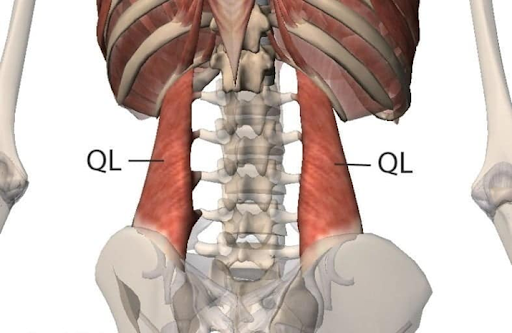 Dolor de cintura y su relación con la contractura del cuadrado lumbar