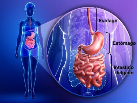 Relación de la dorsalgia y alteraciones estomacales - Tratamiento fisioterapéutico Relación de la dorsalgia y alteraciones estomacales - Tratamiento fisioterapéutico